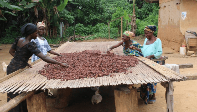 Women Cocoa farmer, Cocoa women, farmers,
