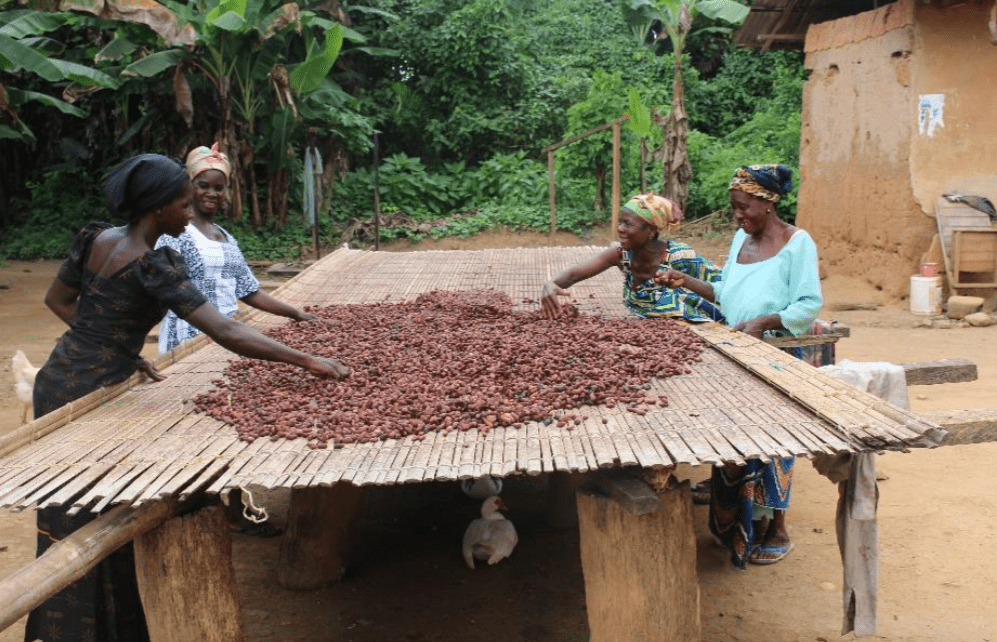 Women Cocoa farmer, Cocoa women, farmers,