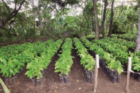 Cameroon Loses 40 to 50% Of Cocoa Seedlings To Climate Change Yearly