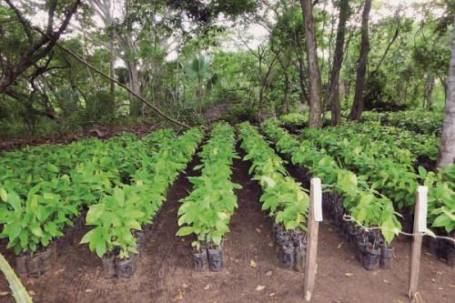 cocoa climate, Cameroon, cocoa seedlings,
