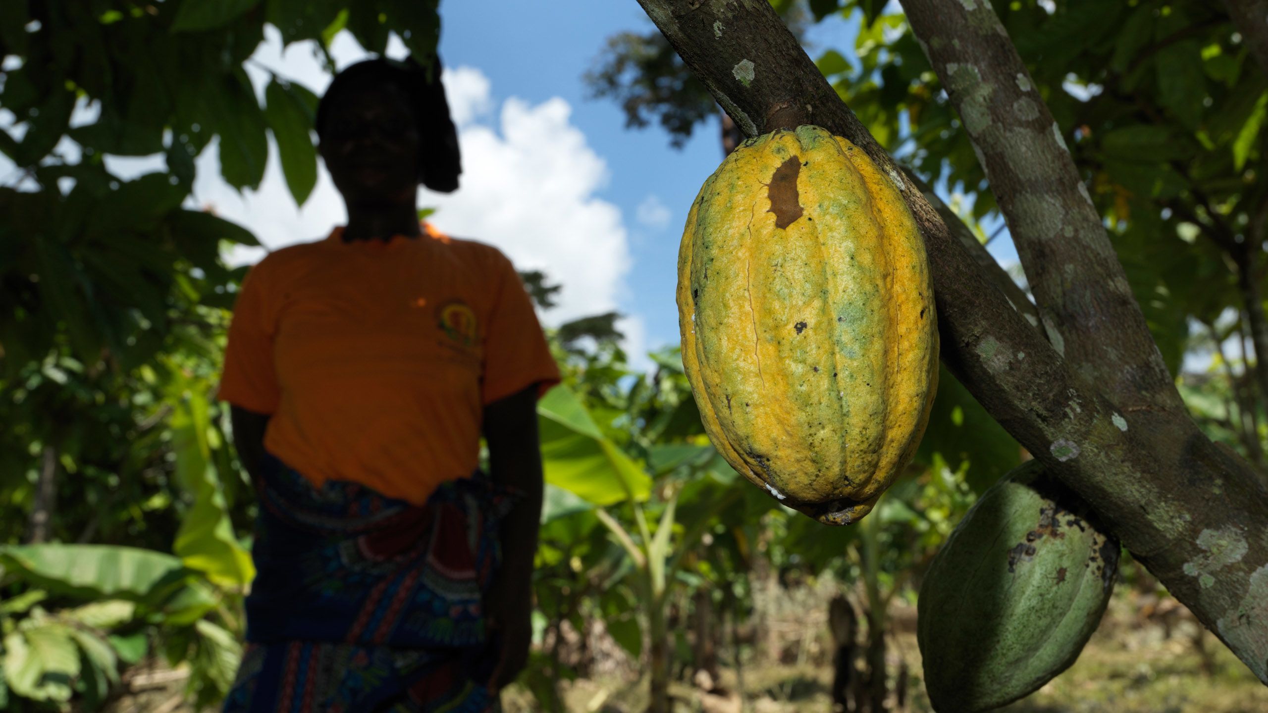 Fair trade, Fairtrade Africa, Cocoa cooperatives, poverty,