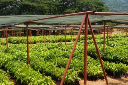 COCOBOD Adopts Green Technologies In Seedling Production