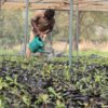 Green Ghana Project