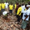 Green Ghana, Cocoa Abrabopa, Forests,