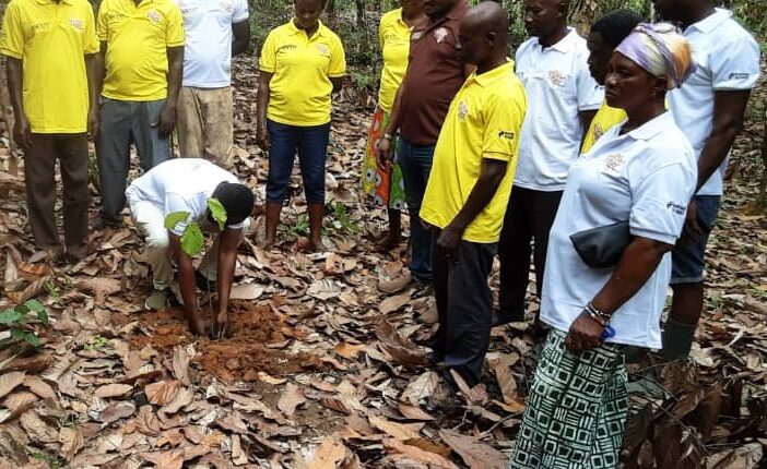 Green Ghana, Cocoa Abrabopa, Forests,