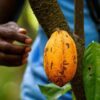 Child slavery, US Supreme Court, Cargill, Nestle, spot premiums