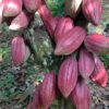 Forced labour, child labour, cocoa, International Cocoa Initiative, cocoa sector,