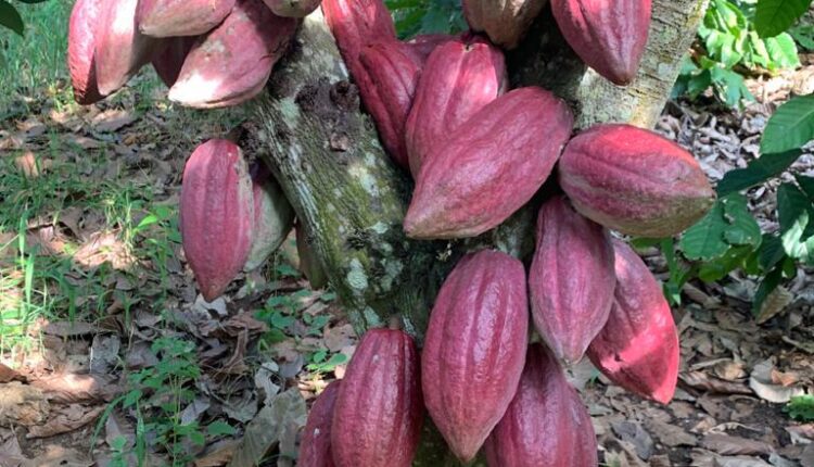 Forced labour, child labour, cocoa, International Cocoa Initiative, cocoa sector,