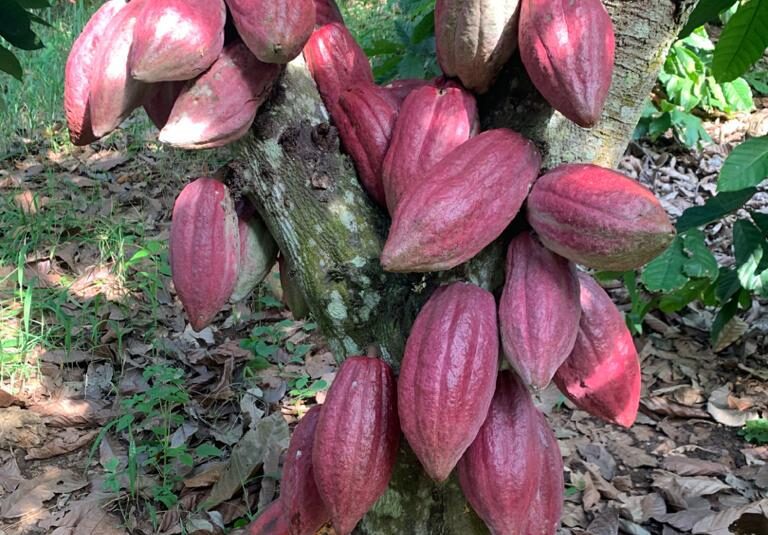 Forced labour, child labour, cocoa, International Cocoa Initiative, cocoa sector,