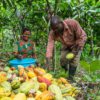DRC cocoa and coffee