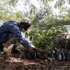 Ivory Coast trees, Cocoa and Forests Initiative, Ghana