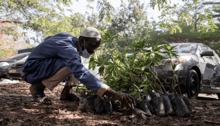 Ivory Coast trees, Cocoa and Forests Initiative, Ghana