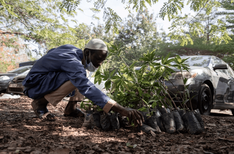 Ivory Coast trees, Cocoa and Forests Initiative, Ghana