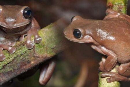 Chocolate Frog – A New Frog Species Discovered In New Guinea, Australia
