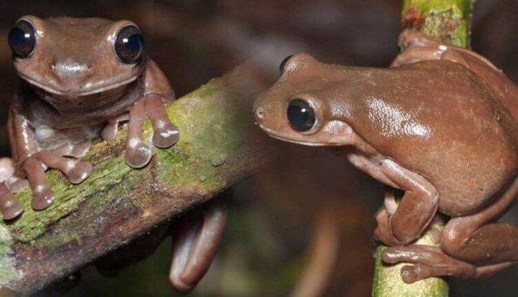Chocolate frog, Australia,