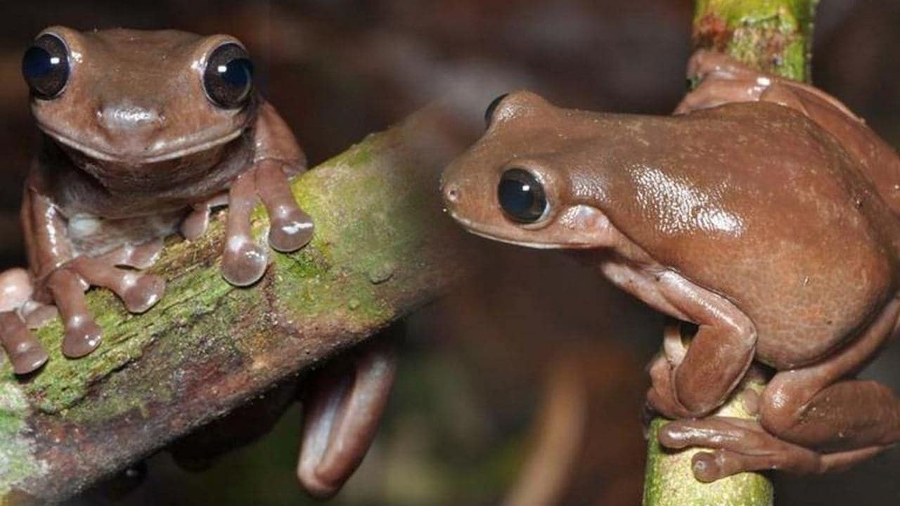 Chocolate frog, Australia,