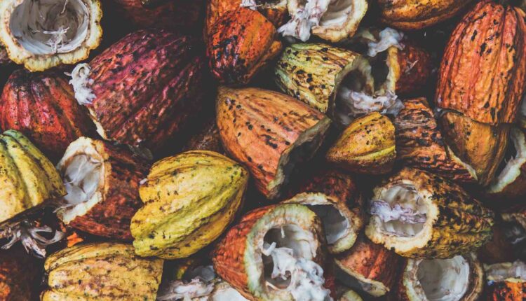 Cocoa waste electricity, waste to power, Ivory Coast, Divo