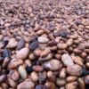 Ghanaians farmers, record cocoa,