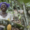 Ghana highest, cocoa crop, production, 2020/21 season, COCOBOD,