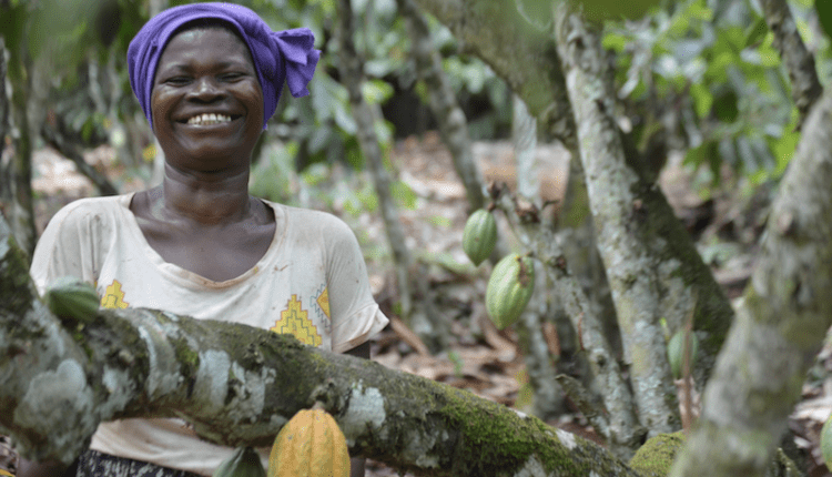 Ghana Records Highest Ever Cocoa Output In Its Production History