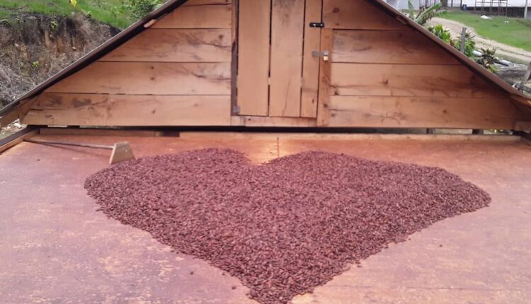 Finca Dos Vistas, Trinidad and Tobago, Cocoa,