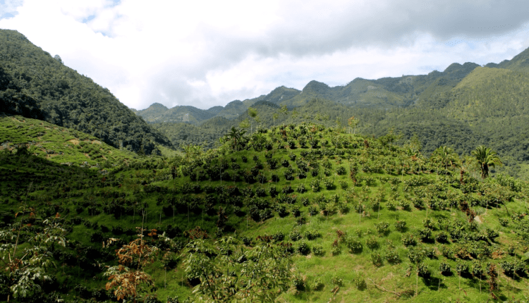 Sustainable cocoa project, Mars Wrigley, ECOM, 12Tree, Latin America,