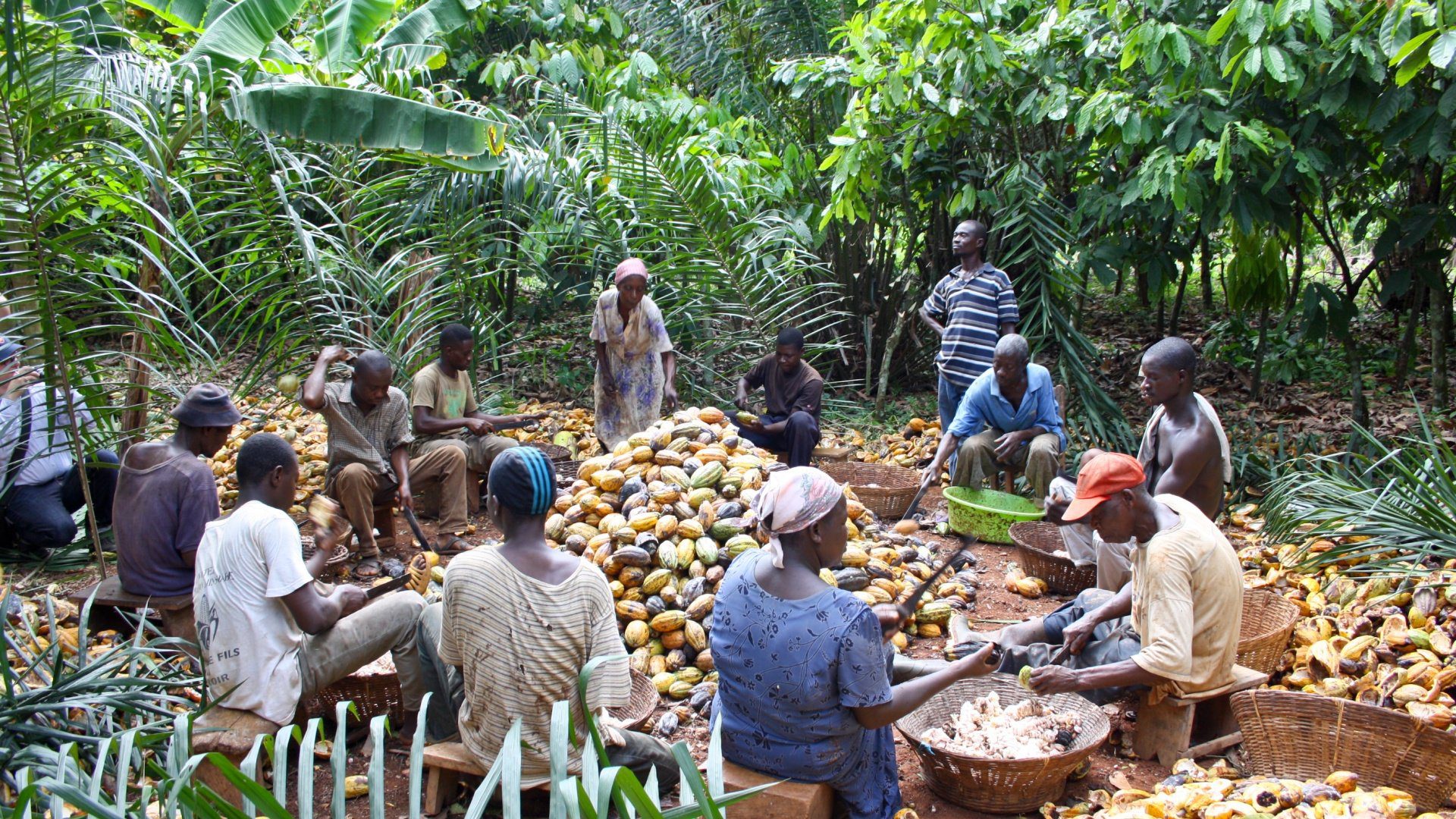 Cocoa, Farmers, Cocoa scholarship, Cocoa Farmers Wards Scholarship Trust, Ghana Cocoa Board, COCOBOD, Education,
