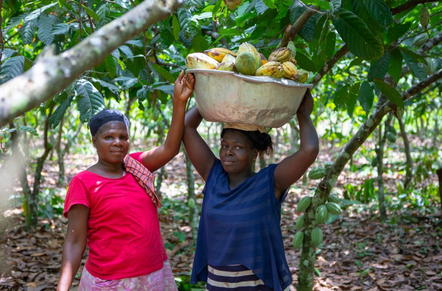 Valrhona And Koa's Oabika Cocoa Fruit Juice Concentrate Set For Global