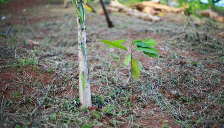 National Cocoa Rehabilitation, Ghana Cocoa Board, AfDB, Syndicated loan,