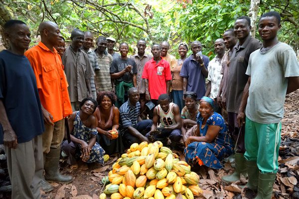 Ghana, cocoa producer, Light Crop season, 2020/21, Cocoa crop year, cocobod,