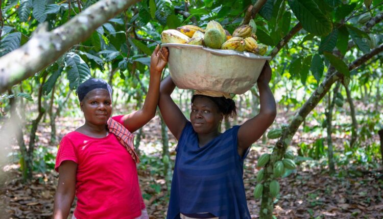 Cocoa Producer Price, Ghana, Cote d'Ivoire,