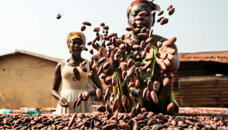 COPEC, Cocoa, Cocoa farmers,