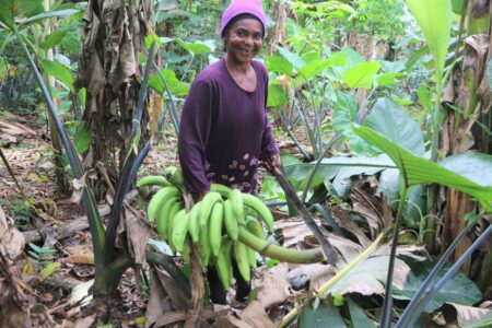 Cocoa Life And Partners Taste Success In Forest Restoration Project