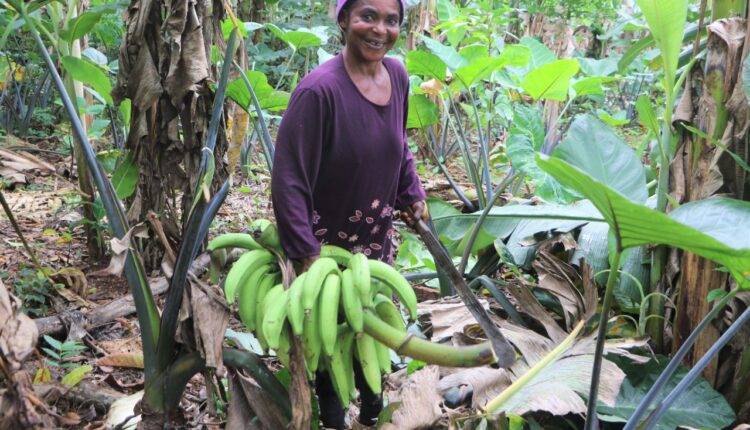 Modified Tungya System (MTS), Cocoa Life, Forest Restoration, Ghana Cocoa Board, Forestry Commission, UNDP, Asunafo North Municipal, Ahafo Region,