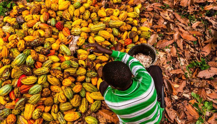 eliminate child labour, cocoa, Ghana, Cote d'Ivoire, Nestle,