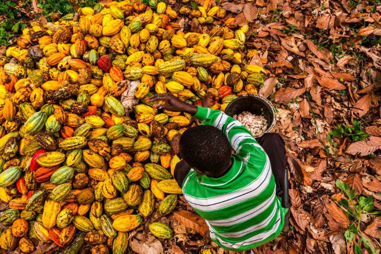 eliminate child labour, cocoa, Ghana, Cote d'Ivoire, Nestle,