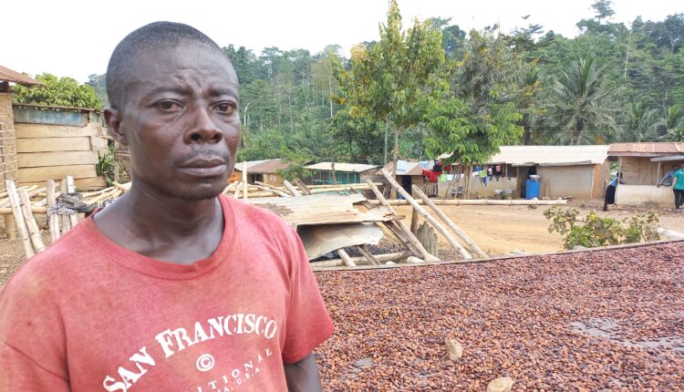 new farmgate price, Dikoto farmers, oil palm plantation, cocoa farms, Cocoa Post,