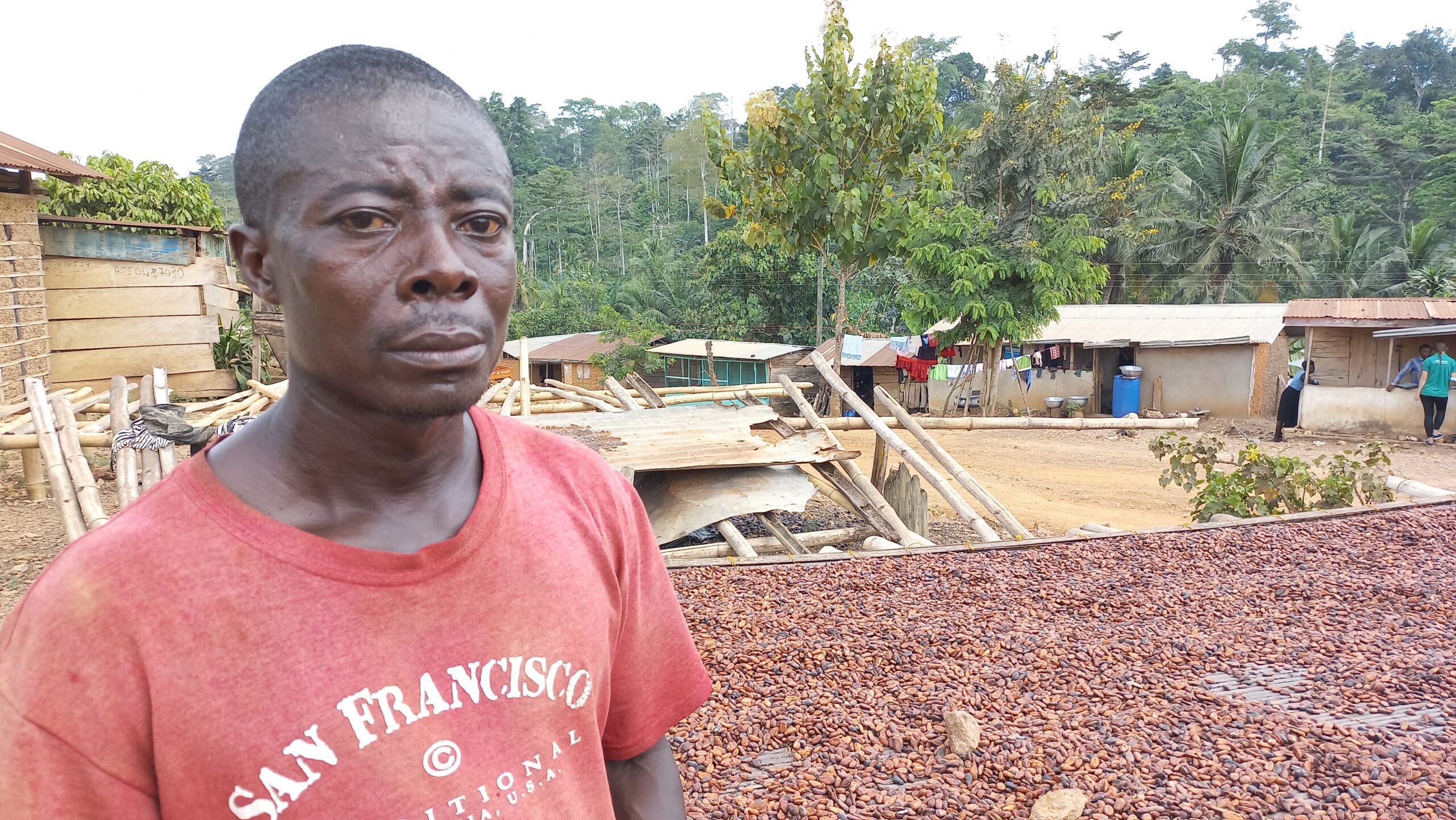 new farmgate price, Dikoto farmers, oil palm plantation, cocoa farms, Cocoa Post,