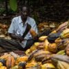 Nigeria cocoa, Business Day Nigeria, cocoa industry, Cocoa price Ghana, Cocoa Post, Ghana Cocoa Board, COCOBOD,
