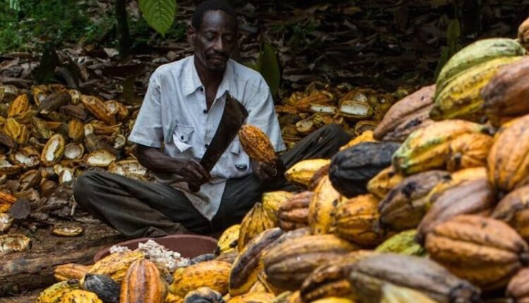 Nigeria cocoa, Business Day Nigeria, cocoa industry, Cocoa price Ghana, Cocoa Post, Ghana Cocoa Board, COCOBOD,