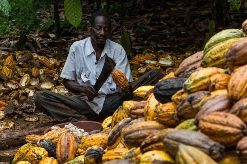 Nigeria cocoa, Business Day Nigeria, cocoa industry, Cocoa price Ghana, Cocoa Post, Ghana Cocoa Board, COCOBOD,