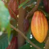 Cocoa, farm irrigation, Cocoa Post, climate change, investment irrigation, solar irrigation,