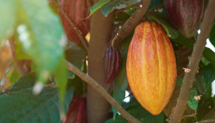 Cocoa, farm irrigation, Cocoa Post, climate change, investment irrigation, solar irrigation,