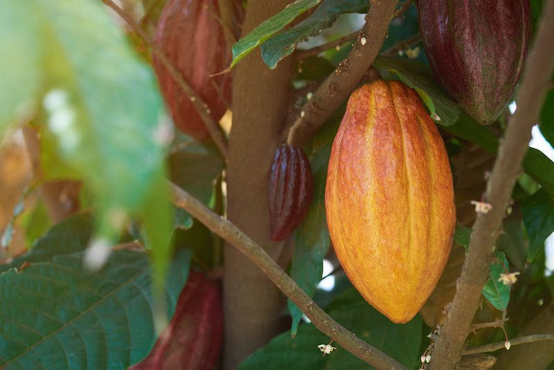 Cocoa, farm irrigation, Cocoa Post, climate change, investment irrigation, solar irrigation,