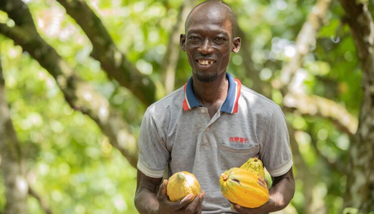 EU Deforestation, Due Diligence law, Sustainability, Fairtrade Africa, Cocoa Post, Ghana Cocoa Board, Cote d'Ivoire,