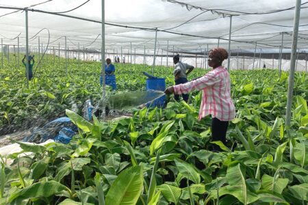 How Two Ghanaian Firms Raised World’s Largest Plantain Nursery