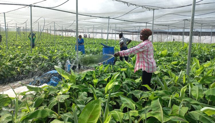 Plantain nursery, Cocoa Post, Ghana Cocoa Board, Kumad Global Impact Limited, Afarinick Company Limited, AMP Logistics Ltd, Joe Forson, Joseph Boahen Aidoo, Cocobod, National Cocoa Rehabilitation Programme, Western North Region, Nicholas Kumah,