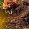 Chicken Manure, Alternative fertilizer, Cocoa Fertilizer, Begreen F liquid organic fertilizer, Cocoa Post, Ghana Cocoa Board, Yayra Glover, Organic cocoa,