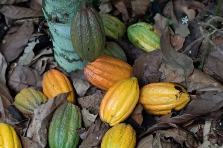 Ivory Coast Strategy Targets Sustainable Cocoa Production By 2025