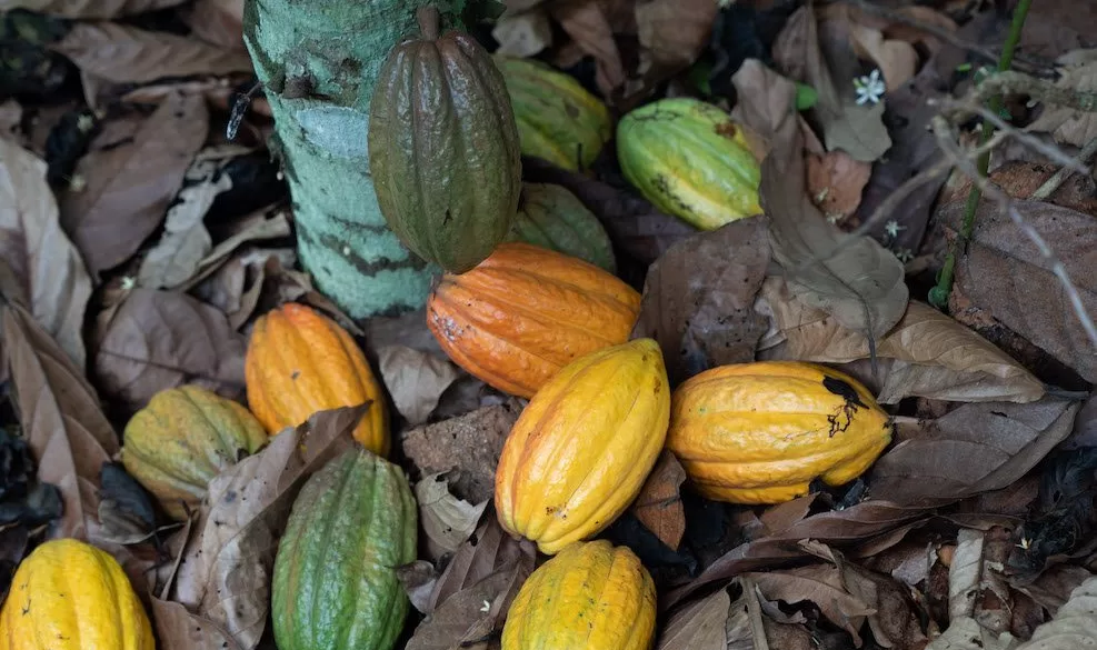 Sustainable cocoa, 5-Minute Guide, Ivory Coast, National Strategy For Sustainable Cocoa, Cocoa Post, EU Due Diligence legislation, Child labour, Deforestation, Cocoa farmer income, cocoa pods, cocoa pod, Nigerian, Cameroon, Bloomberg,